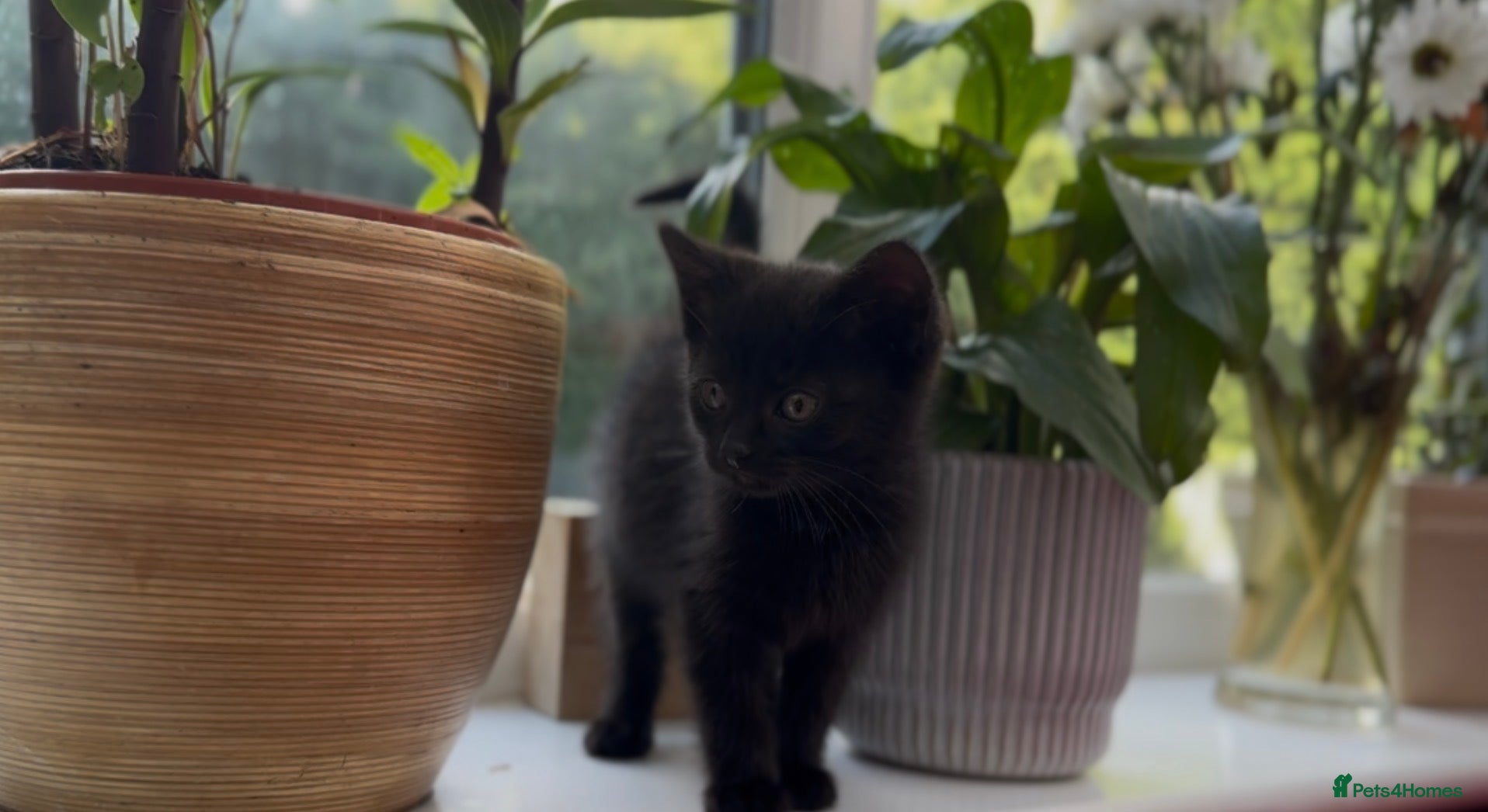 Mixed Breed cats Stunning Sheba female kitten - Advert 9