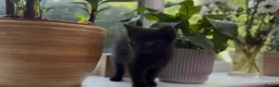 Mixed Breed cats for sale: Stunning Sheba female kitten - Advert 6