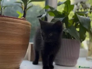 Mixed Breed cats Stunning Sheba female kitten - Advert 9