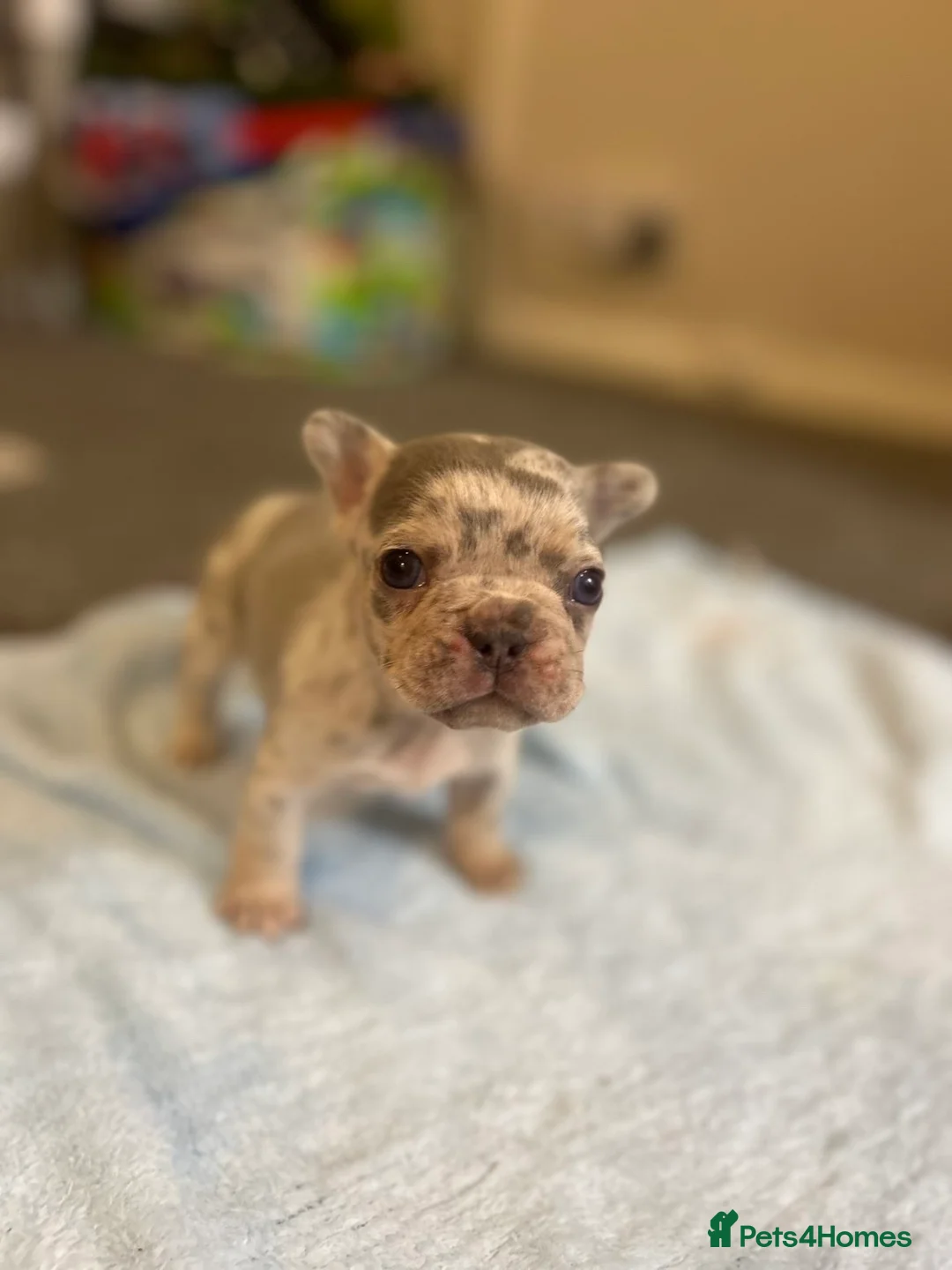 French Bulldog dogs for sale: French bulldog puppies fluffie carriers  - Advert 18