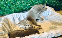 British Shorthair cats for sale: British shorthair kittens  - Image 18