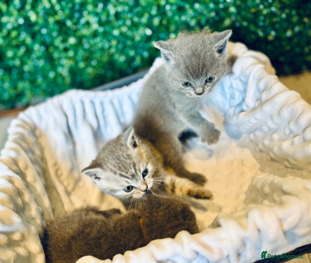 British Shorthair cats for sale: British shorthair kittens  - Image 18