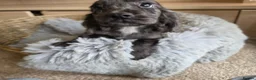 Cocker Spaniel dogs for sale: Working Type Cocker Spaniels - Advert 31