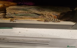 Leopard Gecko reptiles for sale: Leopard Gecko - Image 2