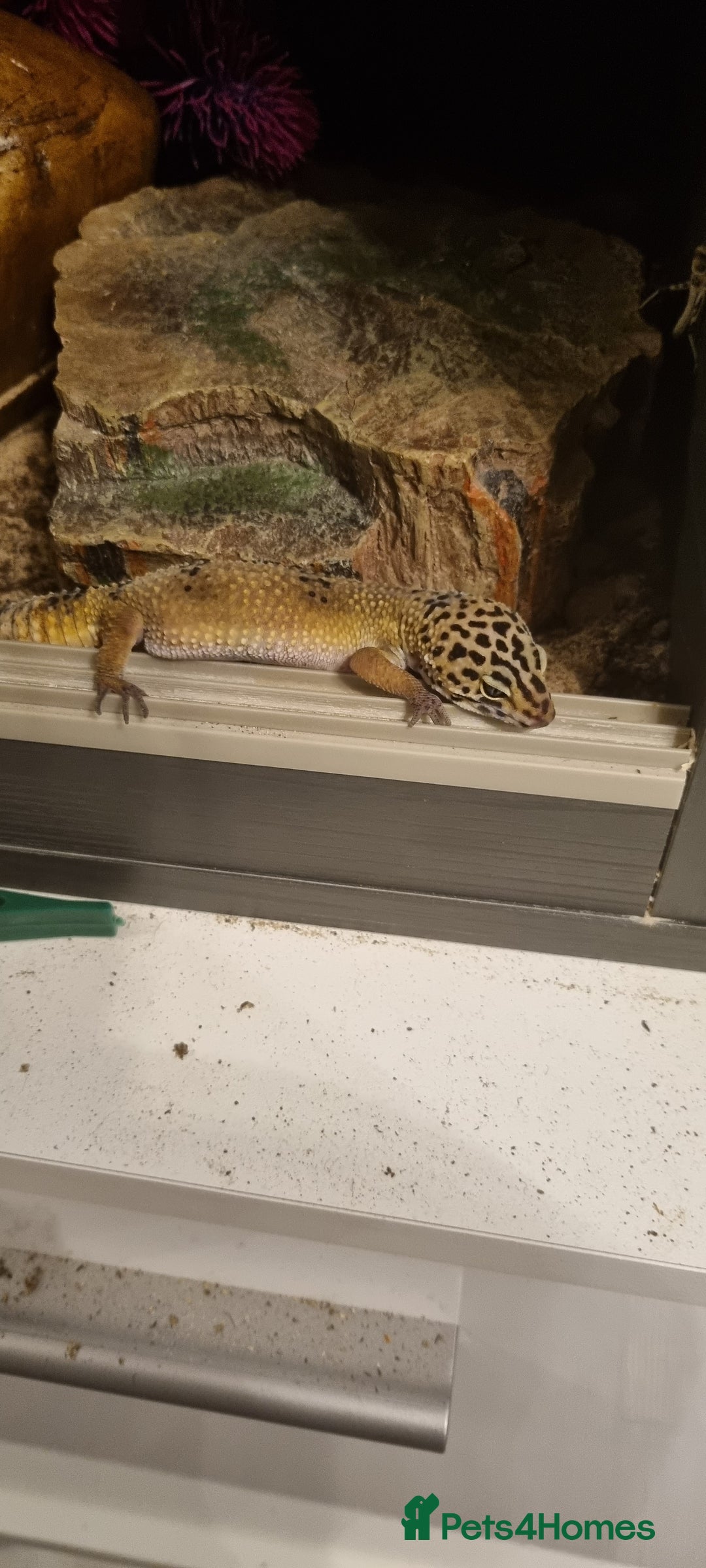 Leopard Gecko reptiles for sale: Leopard Gecko - Image 2