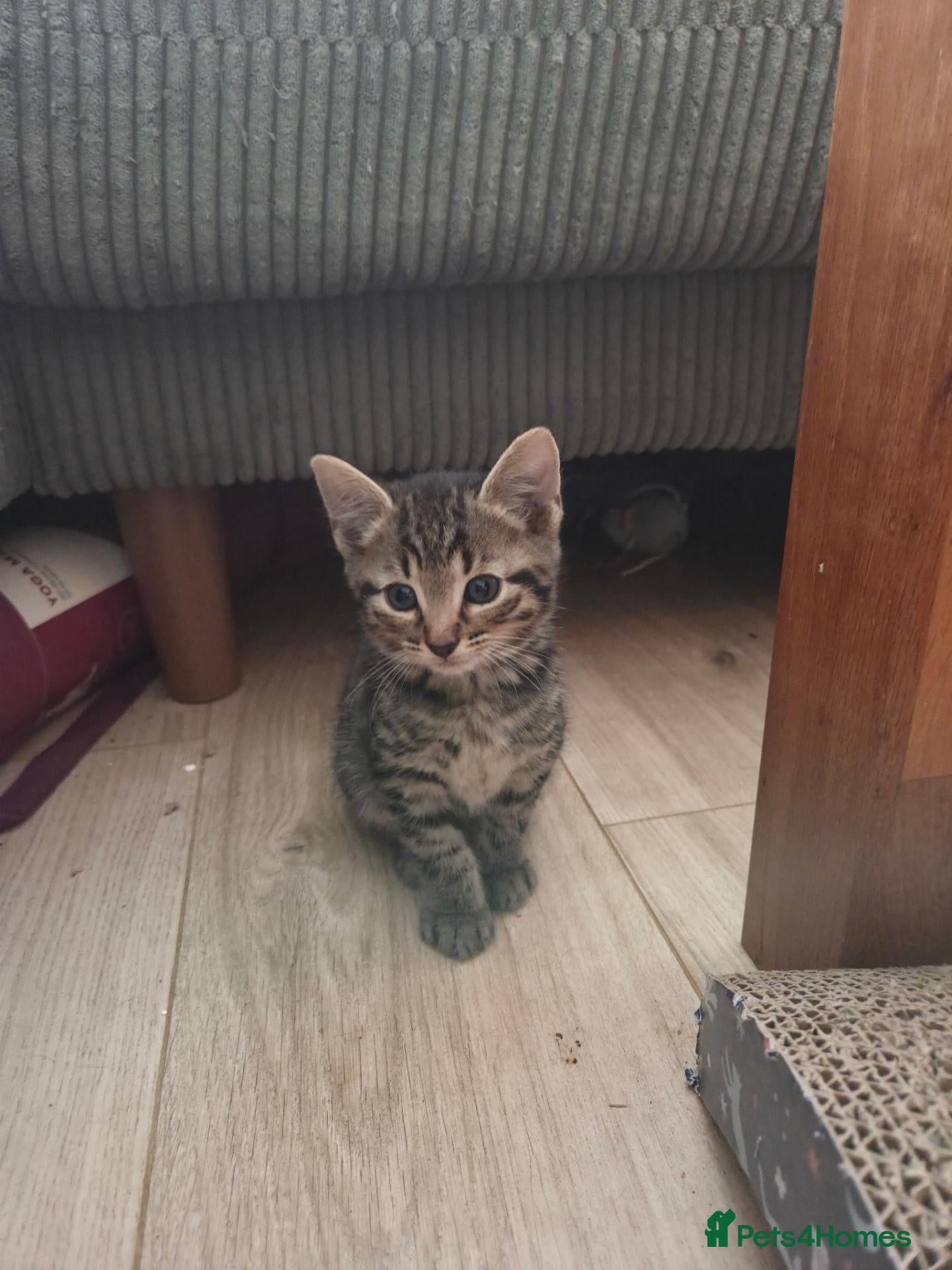 Mixed Breed cats Beautiful kittens for sale - Advert 1