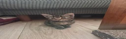 Mixed Breed cats for sale: Beautiful kittens for sale in Tenterden - Advert 1