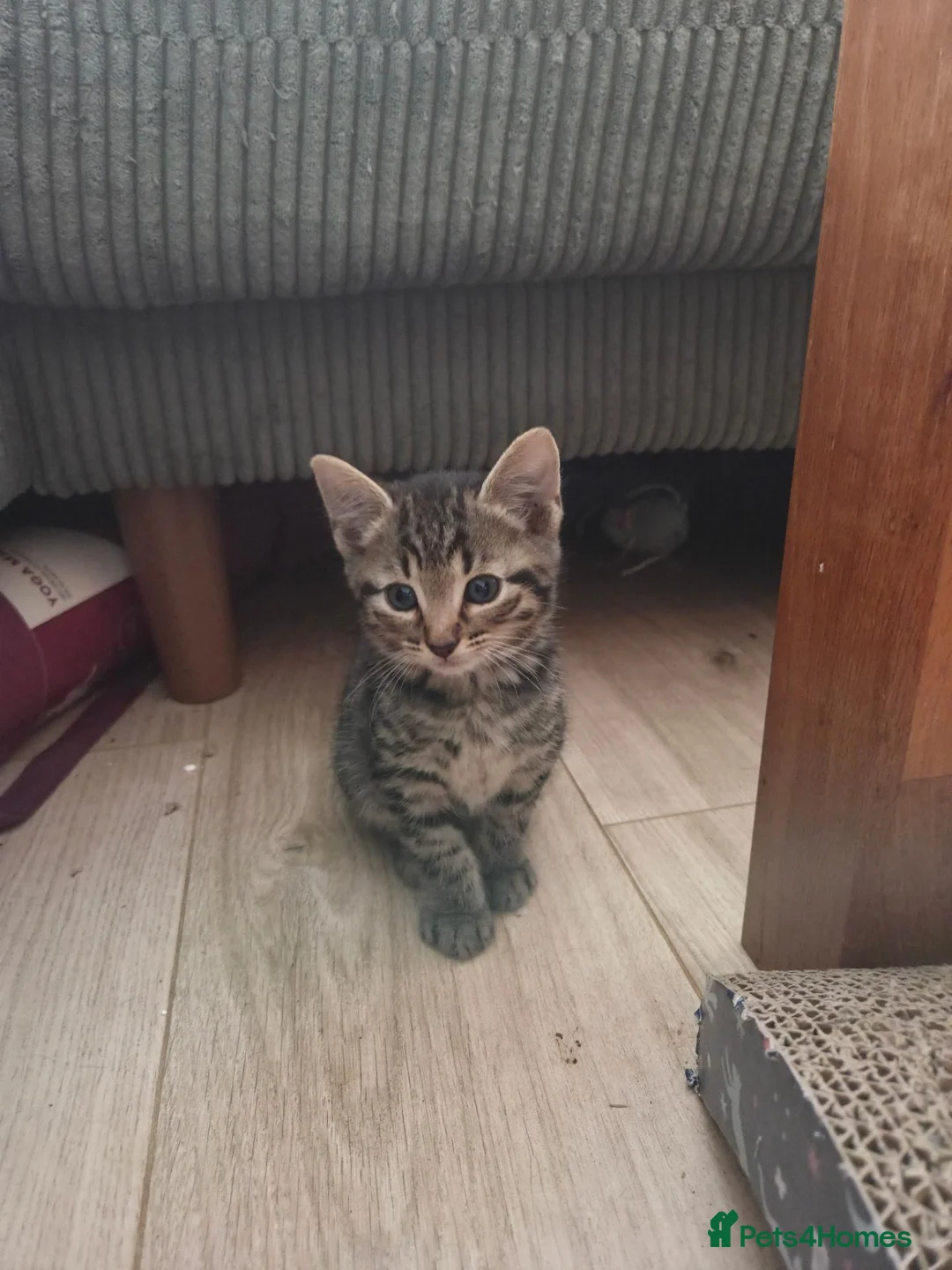 Mixed Breed cats for sale: Beautiful kittens for sale in Tenterden - Advert 1