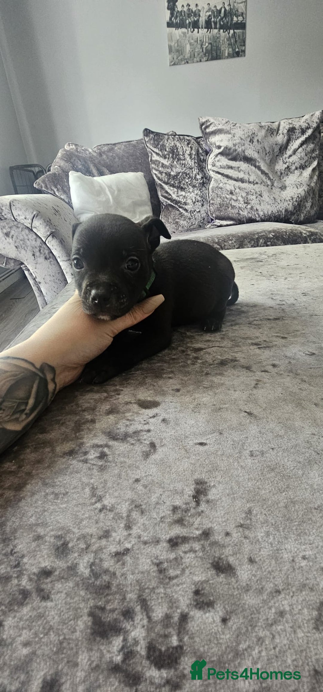 Staffordshire Bull Terrier dogs for sale: Staffordshire Bull Terrier Puppies for Sale - Image 4
