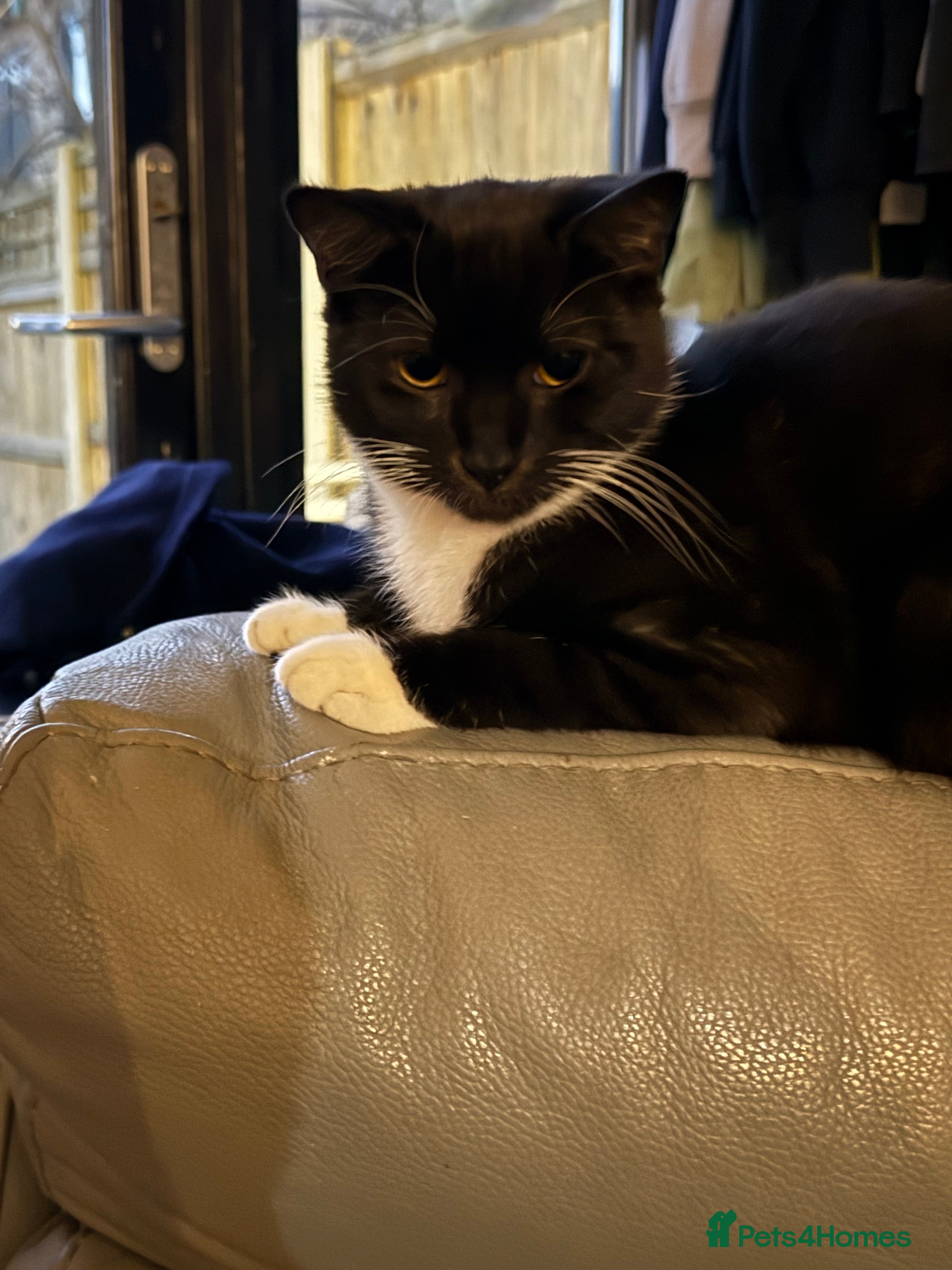 Mixed Breed cats 2x male cats to be rehomed  - Advert 1