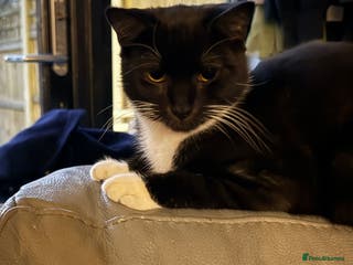 Mixed Breed cats 2x male cats to be rehomed - Advert 1