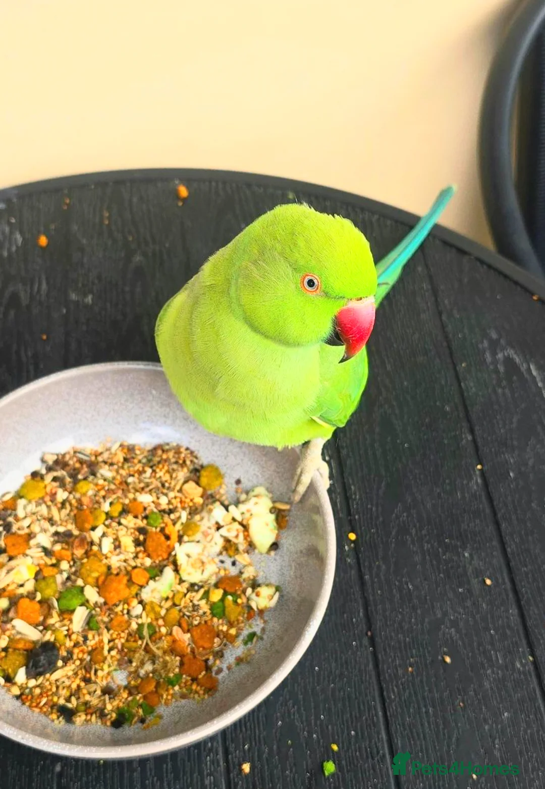 Parrots birds for sale: My baby tamed ring neck talking parrot  in Hayes - Advert 4