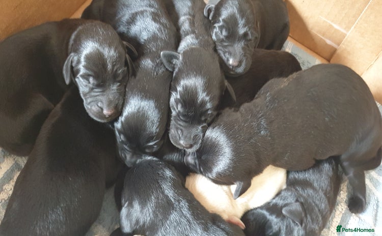 Labrador Retriever dogs - Advert 1