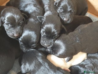 Labrador Retriever dogs - Advert 14