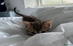 Bengal cats for sale: Gorgeous Bengal Babies - Image 23