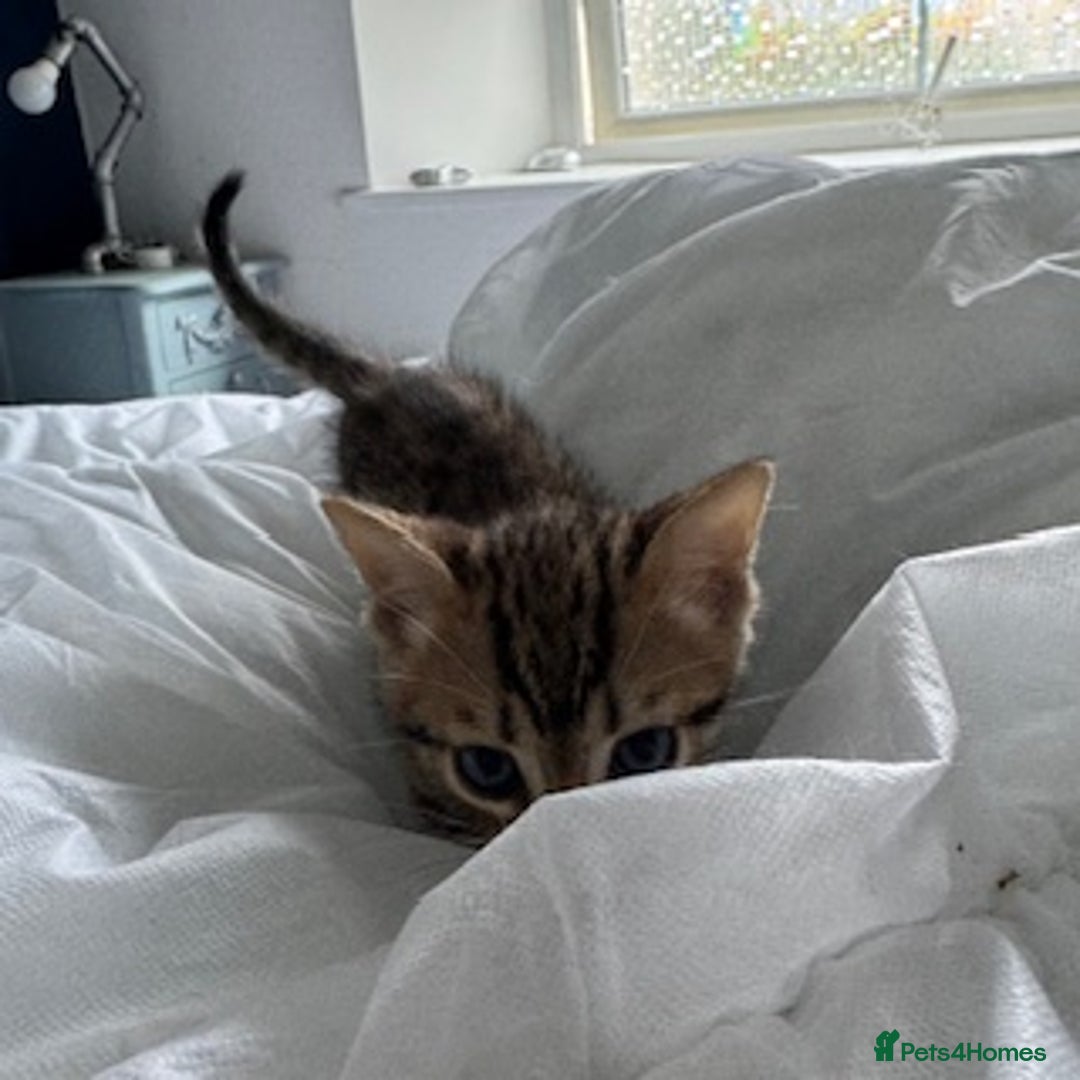 Bengal cats for sale: Gorgeous Bengal Babies - Image 23