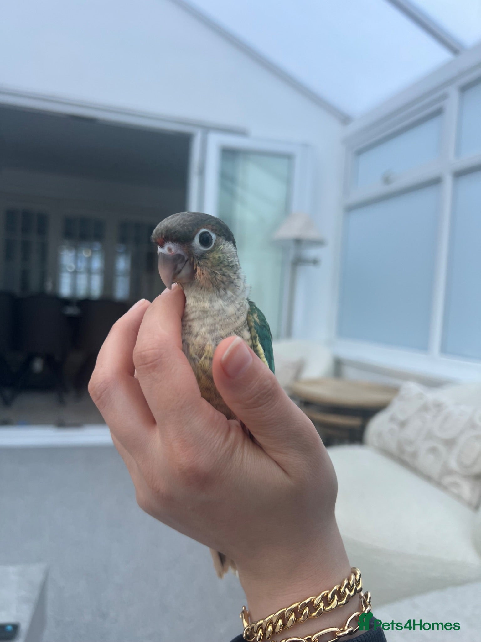 Conures birds Ready Now: Hand-Reared Baby Conures - Advert 2