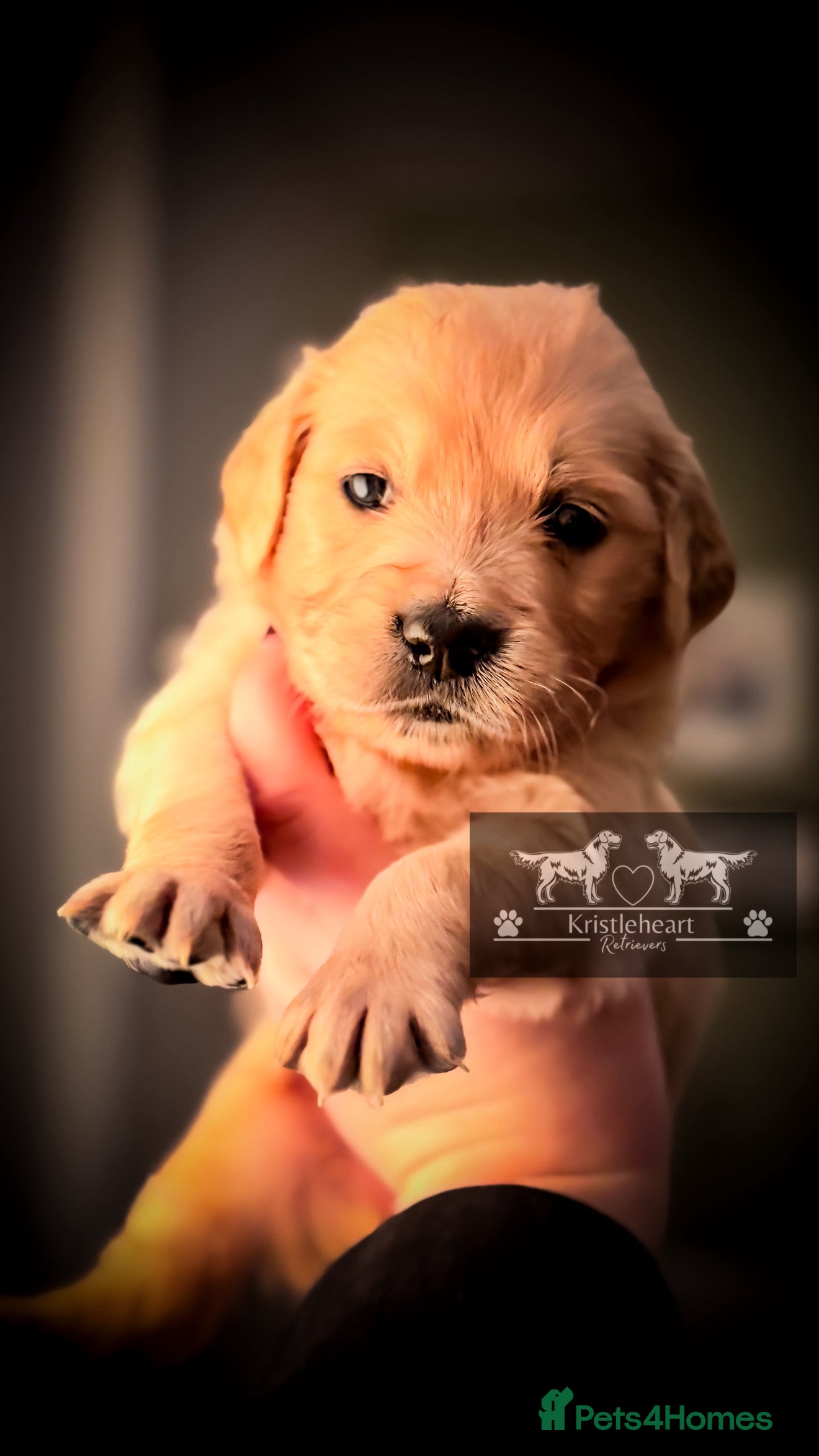 Golden Retriever dogs KC HEALTH TESTED PUPS *1 girl remaining* - Advert 3