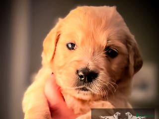 Golden Retriever dogs KC HEALTH TESTED PUPS *1 girl remaining* - Advert 3