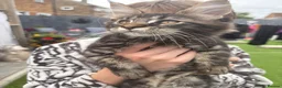 Maine Coon cats for sale: 🐾PUREBRED🐾 Registered Mainecoon Kittens - Advert 28