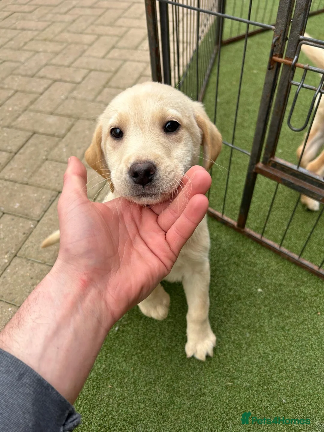 Labrador Retriever dogs for sale: Beautiful Labrador puppies in Ingatestone - Advert 2