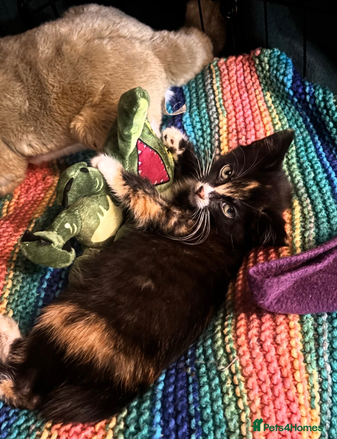 Domestic Shorthair cats for adoption: Adopt from Cats in Crisis East London  - Advert 2