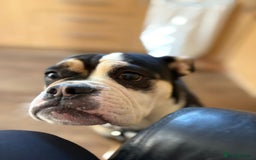 Old Tyme Bulldog dogs for adoption: Kali - Needs a foster or fva home :-) - Image 3