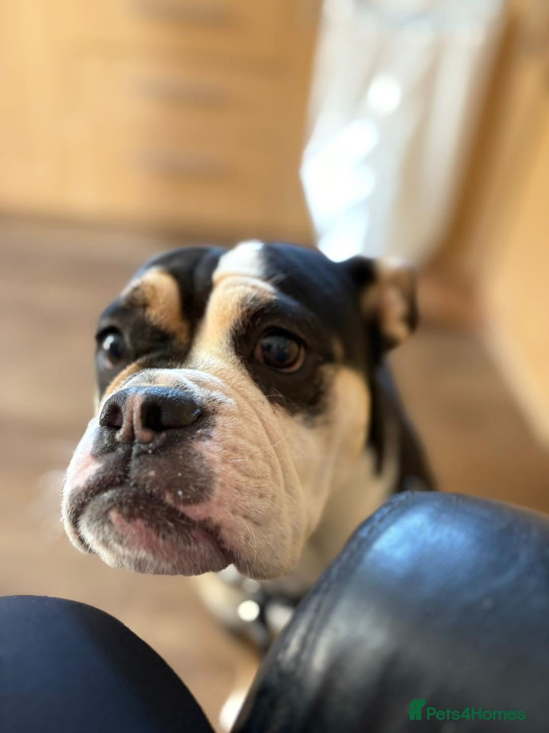 Old Tyme Bulldog dogs for adoption: Kali - Needs a foster or fva home :-) - Image 3