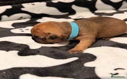 Mixed Breed dogs for sale: 6 beautiful French bulldog x Patterdale pups - Image 9