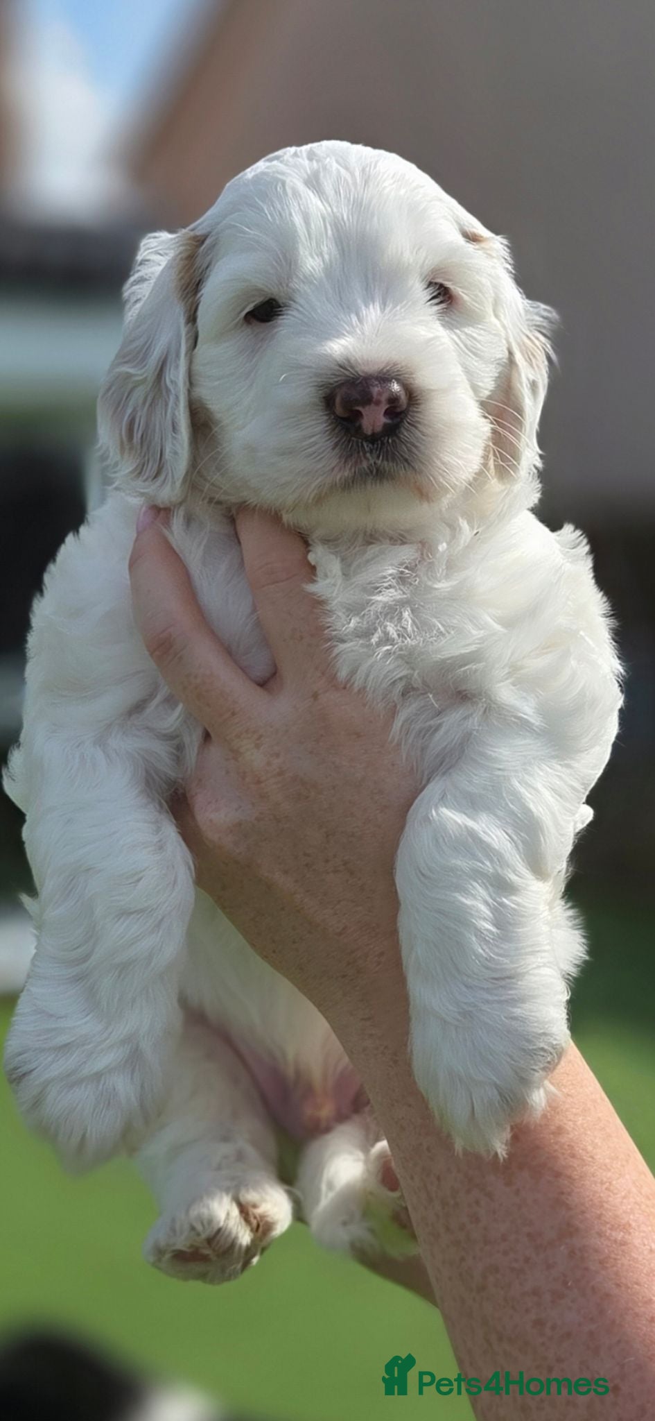 Australian Labradoodle dogs Australian Labradoodle Puppies - Advert 2