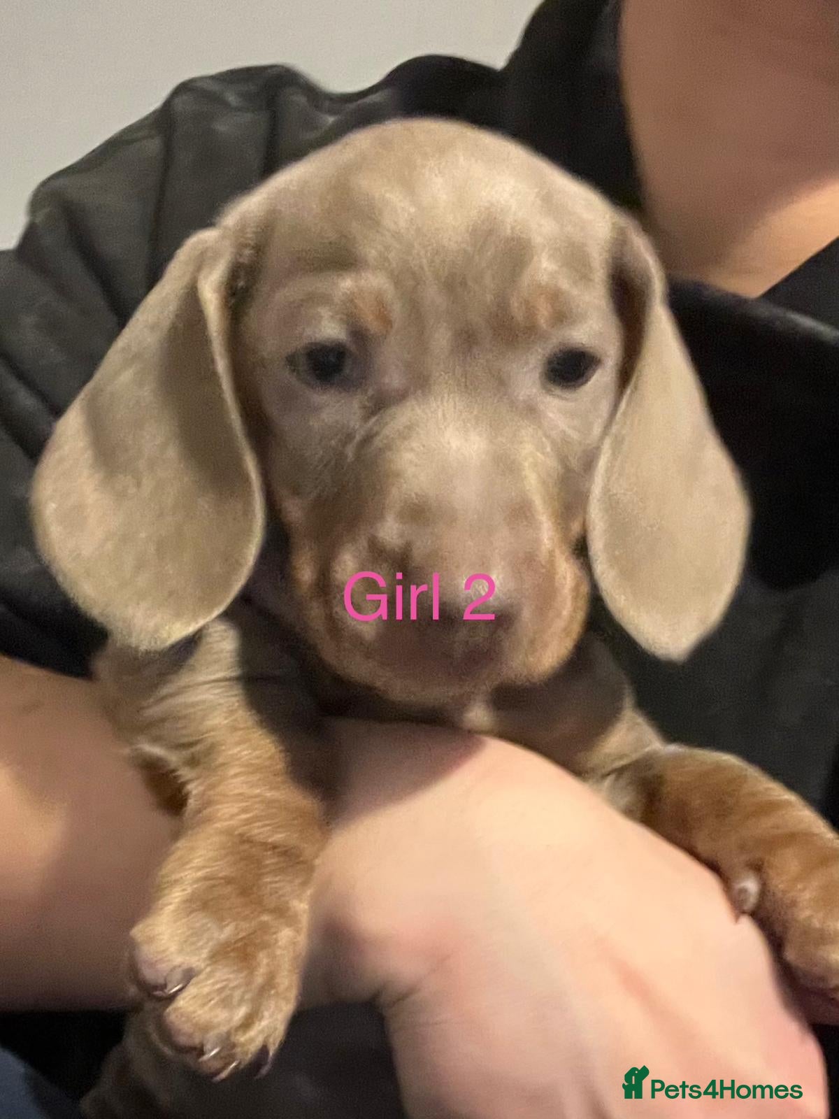 Miniature Dachshund dogs Only 2 Girls and 1 Boy Left  - Advert 4