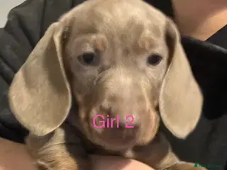Miniature Dachshund dogs Only 2 Girls and 1 Boy Left - Advert 4