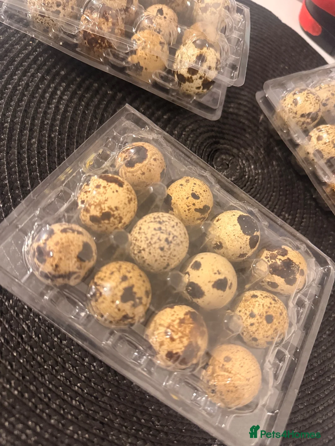Quail poultry for sale: 🐣 FERTILE JUMBO COTURNIX QUAIL EGGS –BOXES OF 12  - Advert 2
