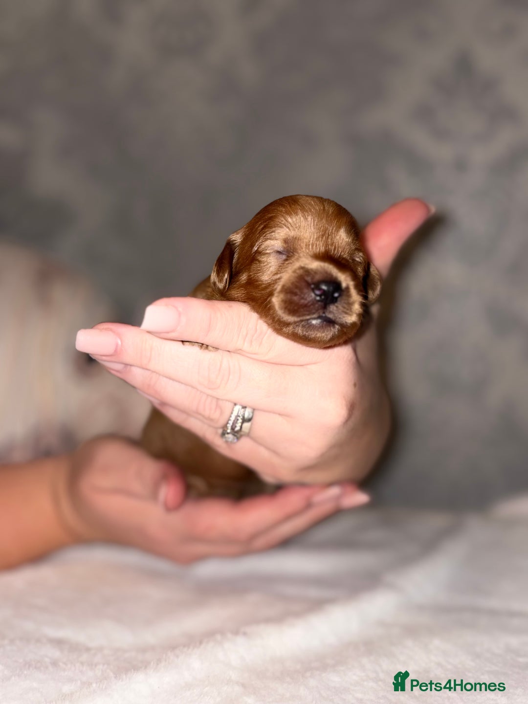 Cockapoo dogs for sale: F1B Cockapoo’s - Advert 6