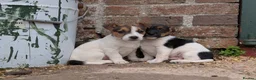 Jack Russell dogs for sale: Jack Russell Puppies - Advert 21