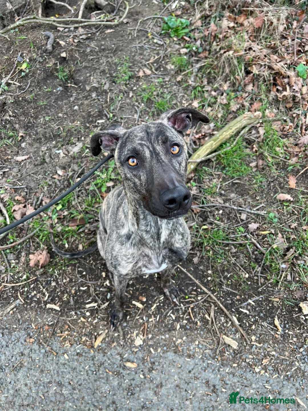 Lurcher dogs for sale: Stunning male Bull Lurcher needing a home! - Advert 2