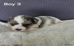Mixed Breed dogs for sale: Shorkie x Morkie  - Image 8