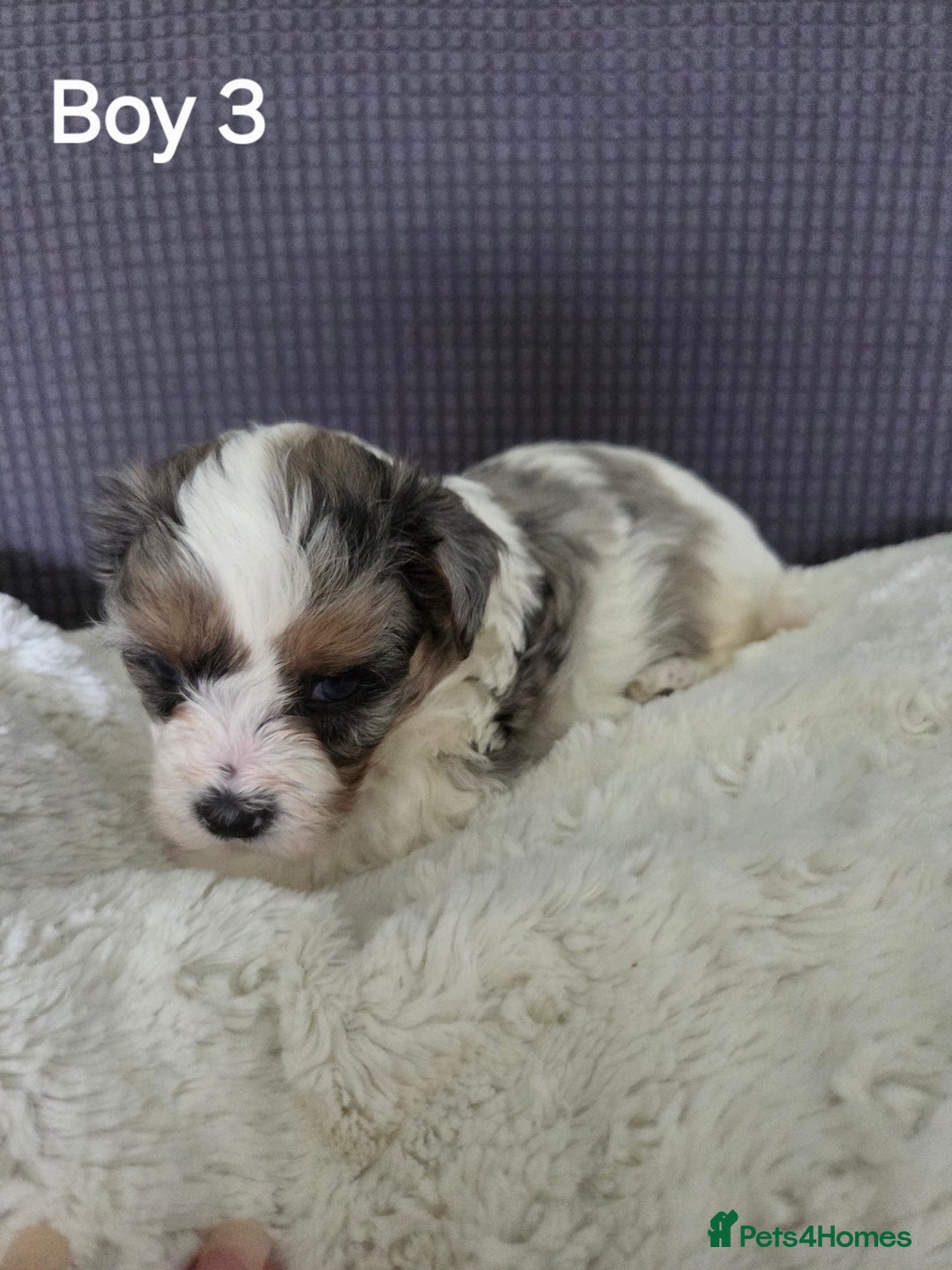 Mixed Breed dogs for sale: Shorkie x Morkie  - Image 8