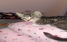 Mixed Breed cats for sale: Kitten For Adoption - Image 4