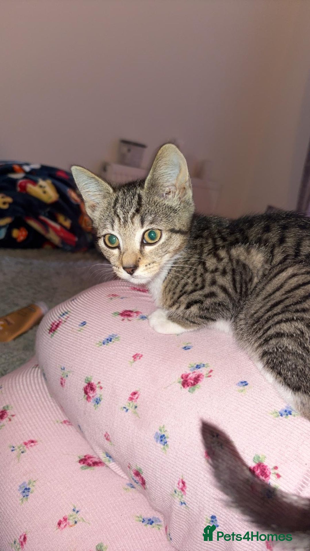 Mixed Breed cats for sale: Kitten For Adoption - Image 4