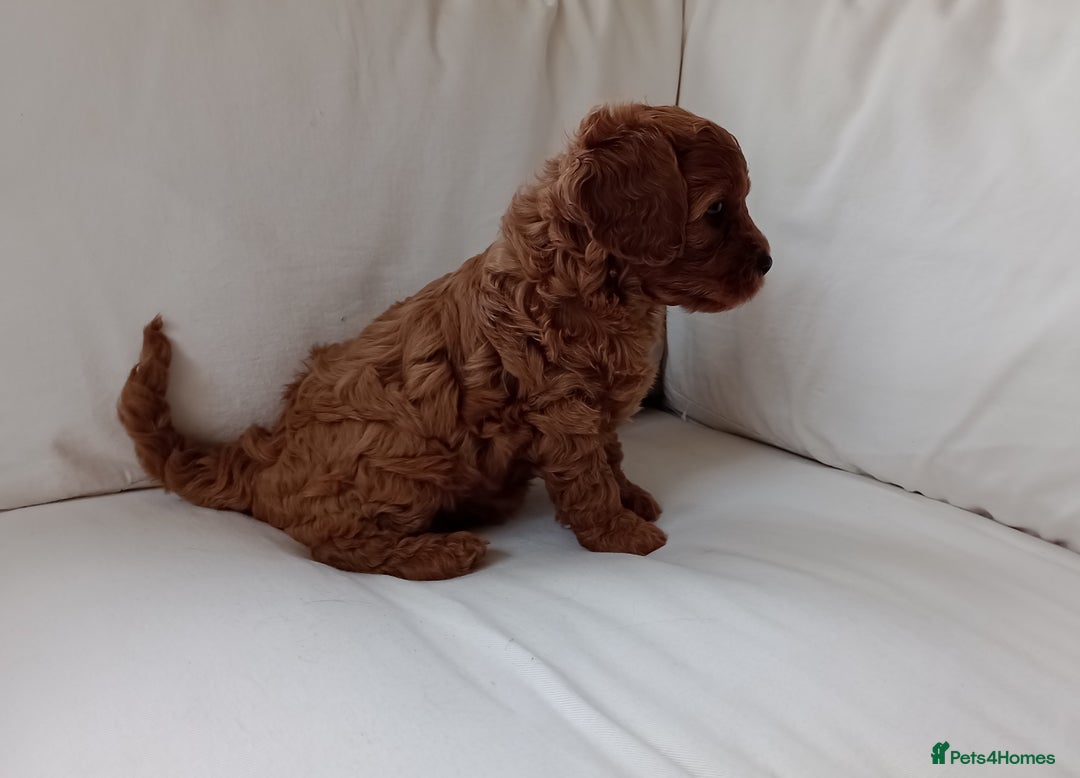 Cavapoo dogs for sale: Gorgeous Red F1 Cavapoo Puppies With H/T Parents - Image 5