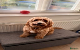 Cockapoo dogs for sale: Our dog Bella  - Image 3