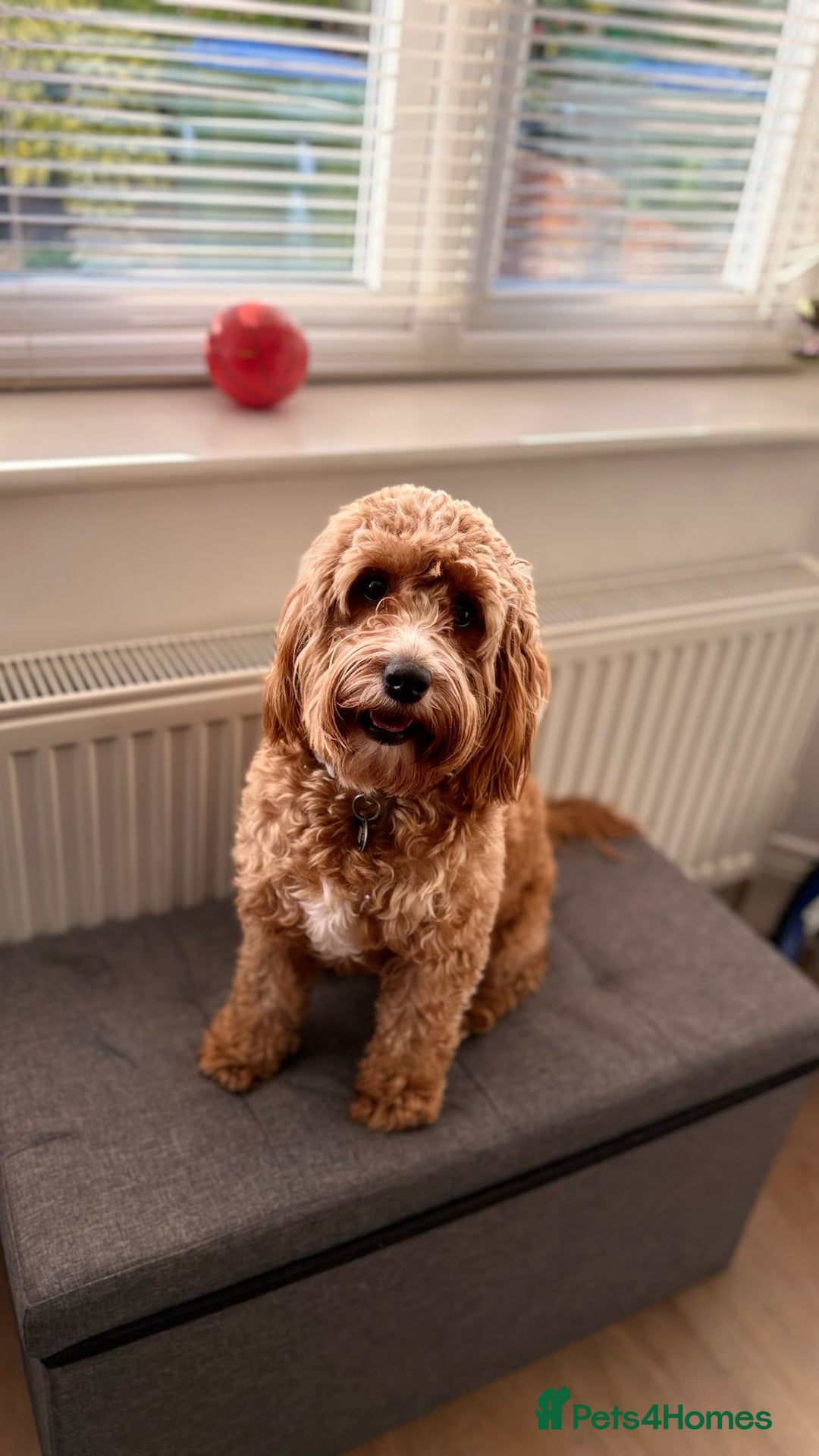 Cockapoo dogs for sale: Our dog Bella  - Image 3