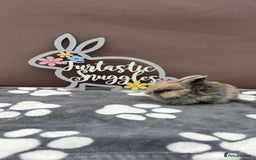 Mini Lop rabbits for sale: Female pure bred mini lop - Image 4