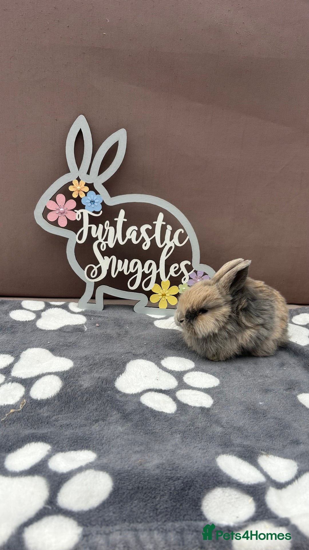 Mini Lop rabbits for sale: Female pure bred mini lop - Image 4