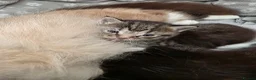 Mixed Breed cats for sale: Beautiful Ragdoll cross Kittens - Advert 12