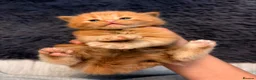 Mixed Breed cats for sale: British short hair  - Advert 2