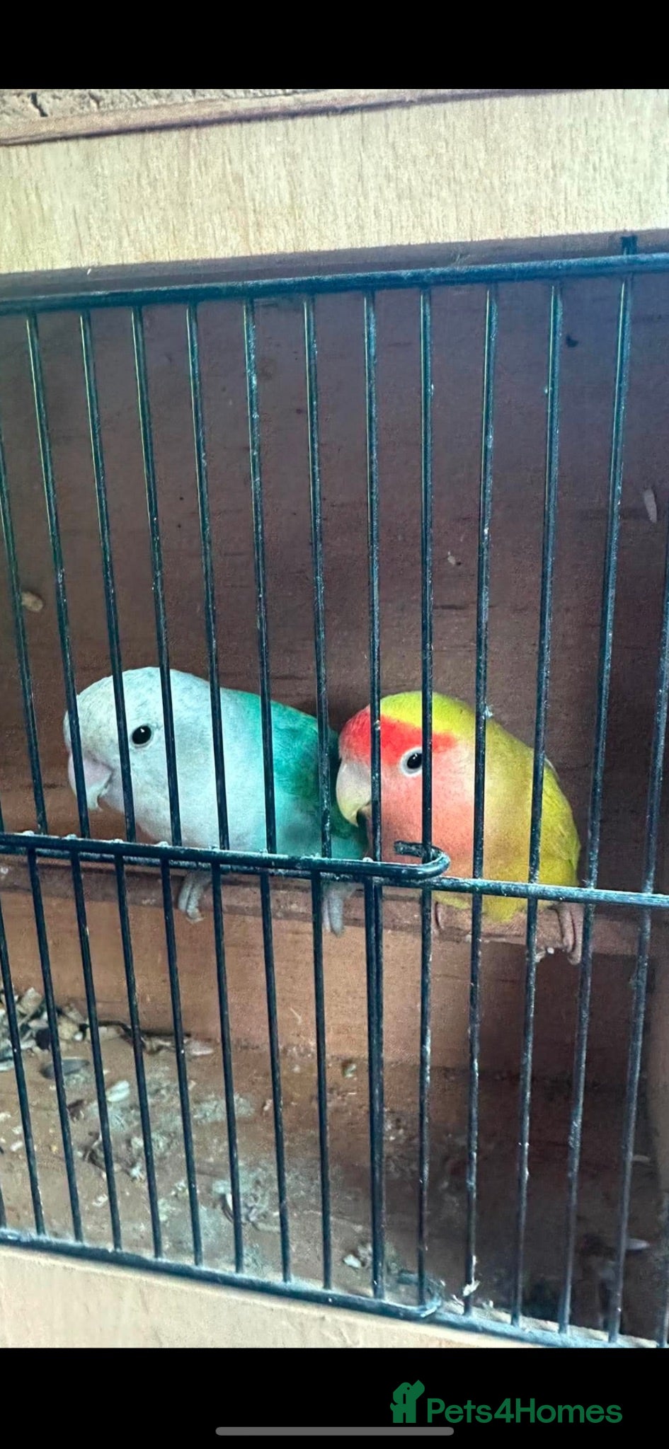 Lovebirds birds 2 breeding love birds & 2 breeding budgies - Advert 5