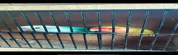Lovebirds birds for sale: 2 breeding love birds & 2 breeding budgies - Advert 1