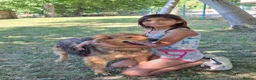 Mixed Breed dogs for adoption: Bonnet, 4 yrs approx. Available for adoption. - Advert 2